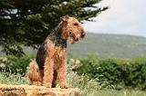 AIREDALE TERRIER 298